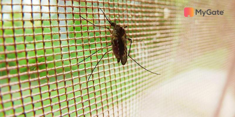 How to prevent Dengue & Malaria from spreading in your