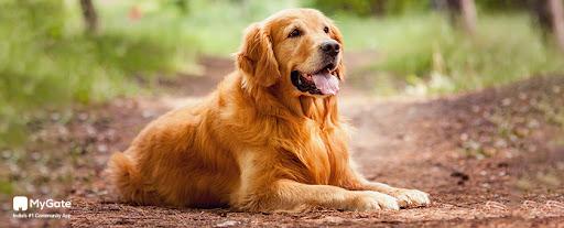 golden retriever- best dog breed for apartments in india