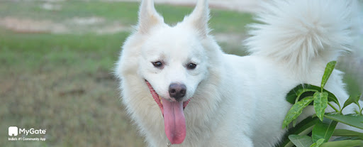 indian spitz- best apartment dogs