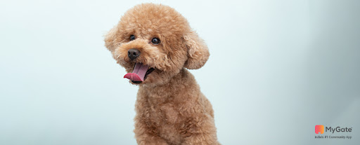 best dog breeds for apartments