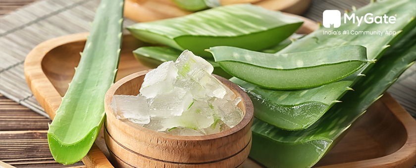 Aloe Vera for Hair Growth: Benefits, How to Use & More - MyGate
