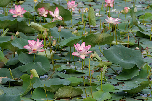 Lotus Pond, Banjara Hills