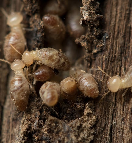 Top 5 Termite Killers