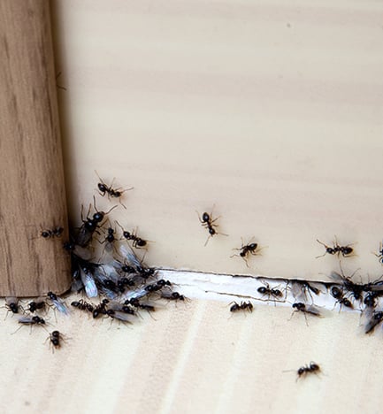How to Get Rid of Ants from your House