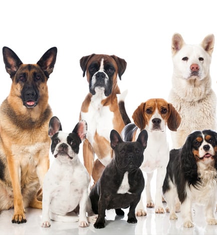 Best Dog Breeds for Apartments in India