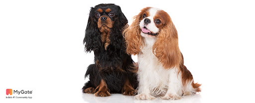 Cavalier King Charles Spaniel