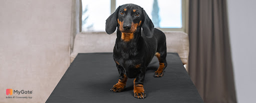 Dachshund