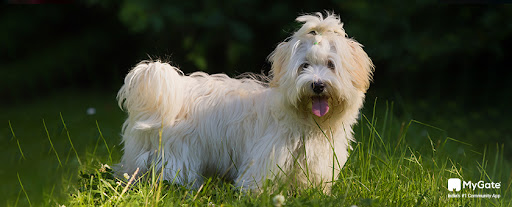 Havanese