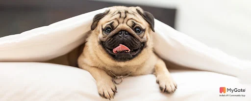 pug