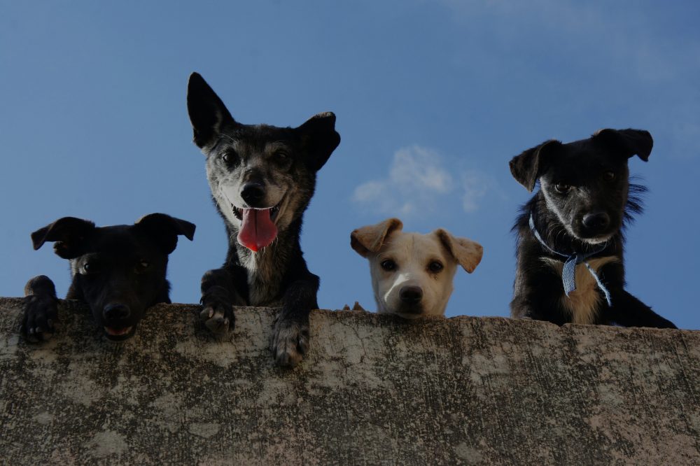bbmp-releases-mandatory-pet-guidelines-for-rwas